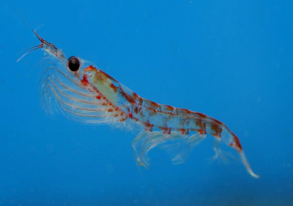 Antarctic Krill