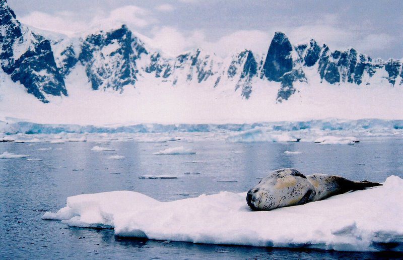 Leaopard Seal in Antarctica